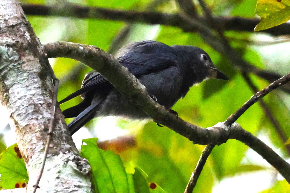 Drongo cendré (groupe periophthalmicus) - ML623800956