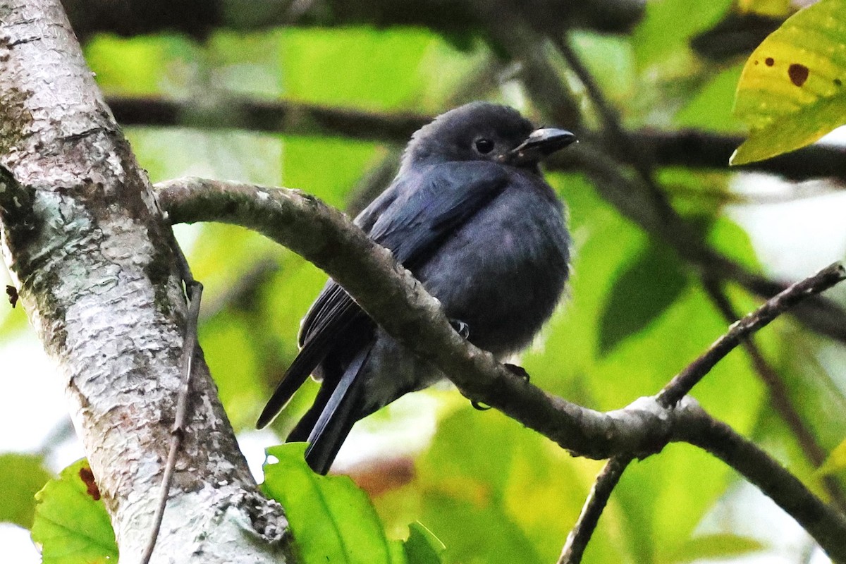 Drongo cendré (groupe periophthalmicus) - ML623800958