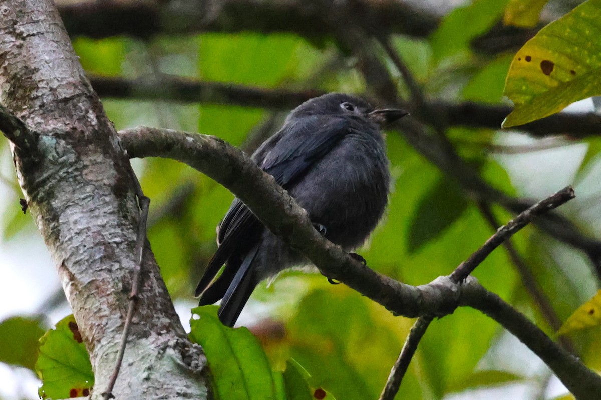 Ashy Drongo (Sumatran) - Mei-Luan Wang