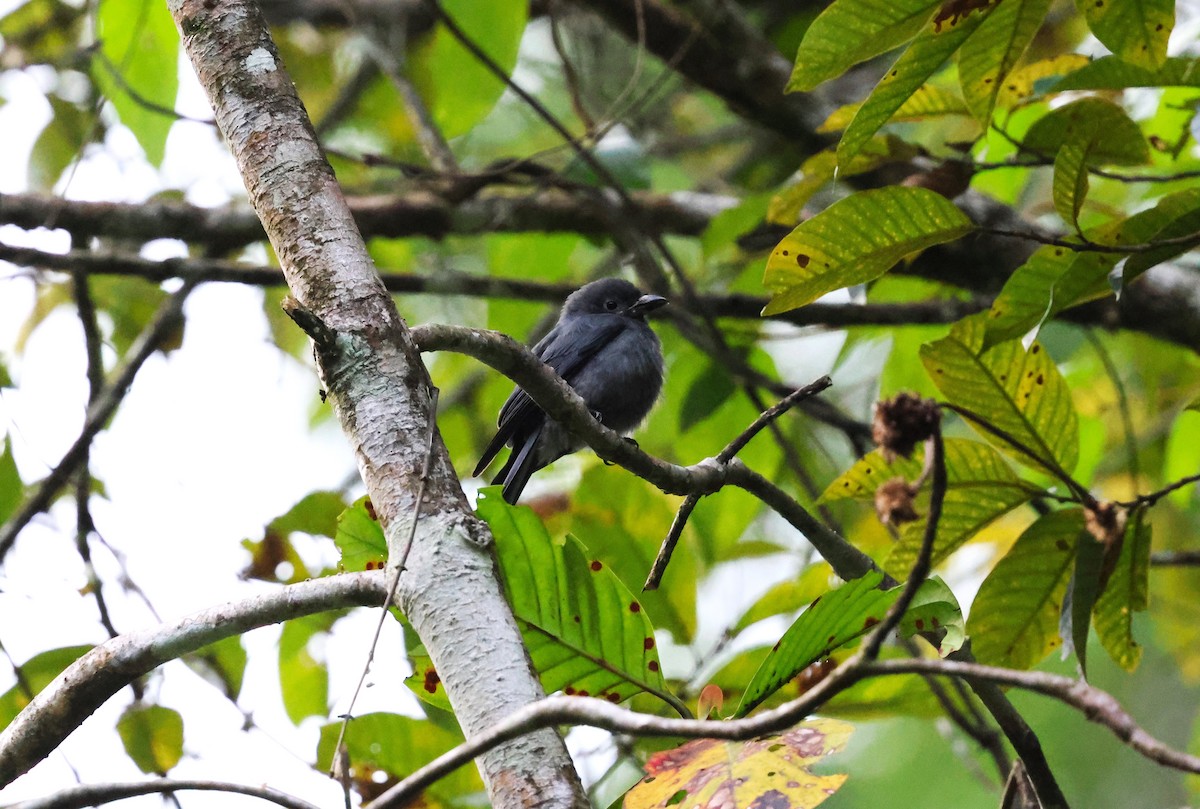 Drongo cendré (groupe periophthalmicus) - ML623800960