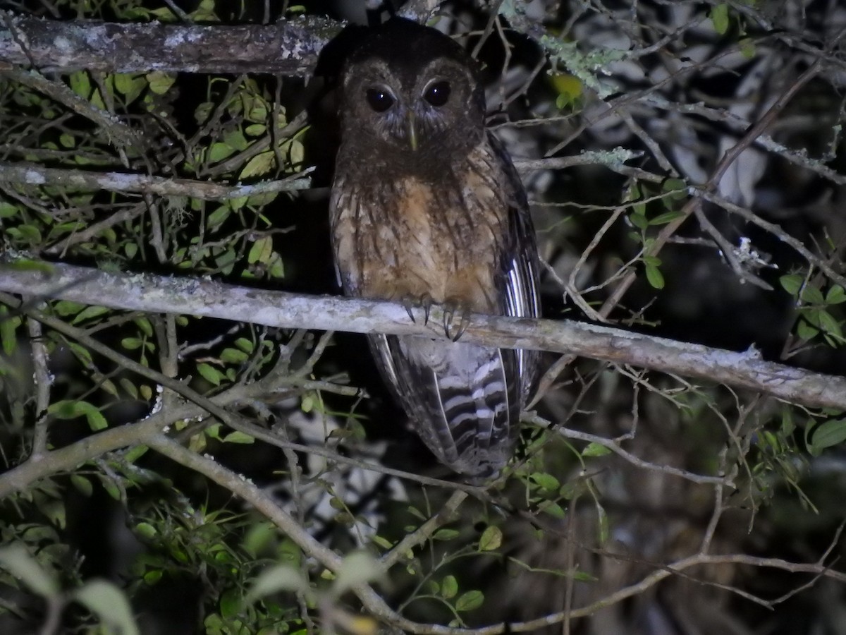 Mottled Owl - Juan Carlos🦉 Crespo