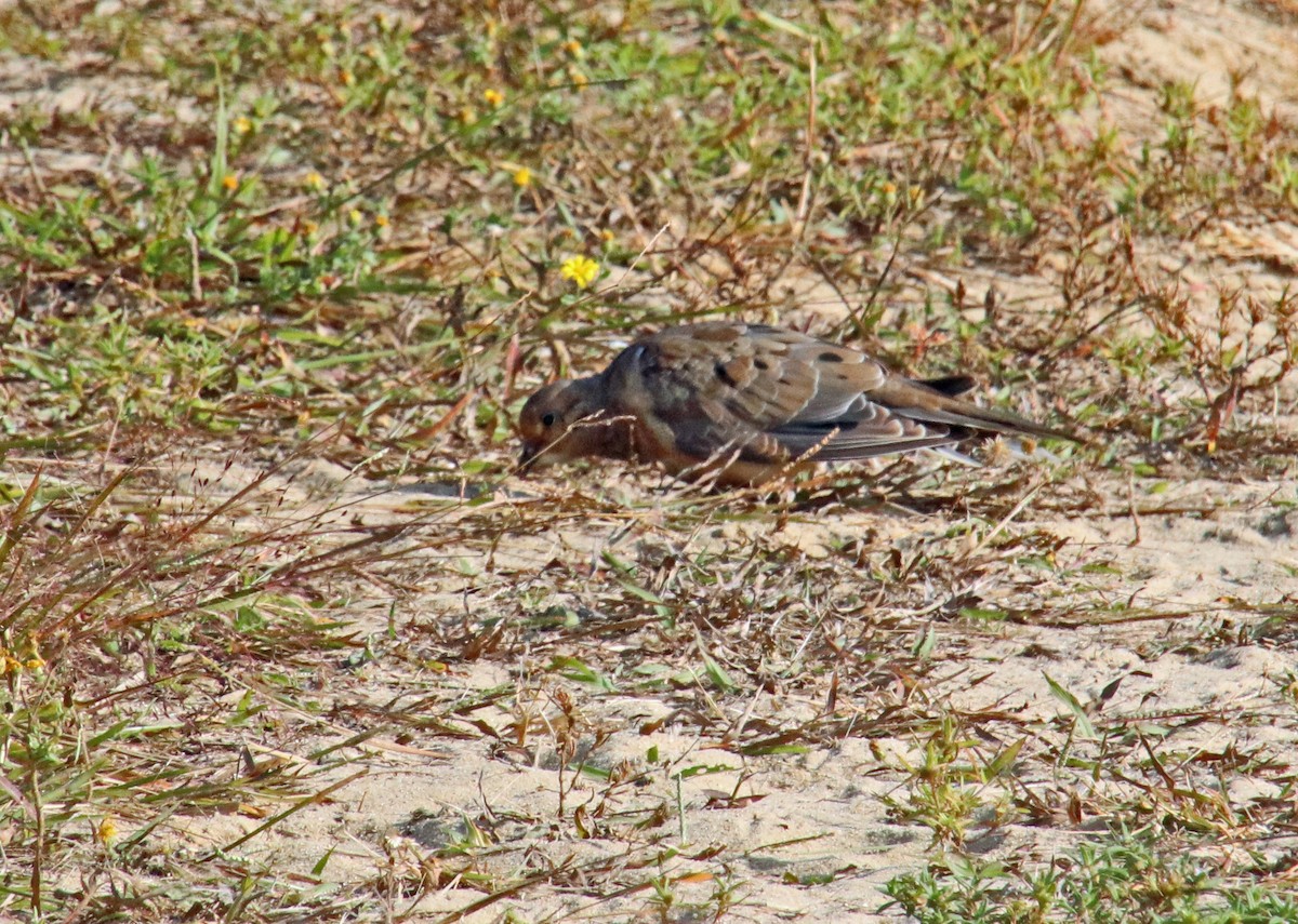 Mourning Dove - ML623800988