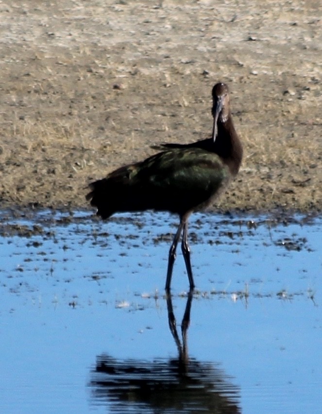 White-faced Ibis - ML623801011