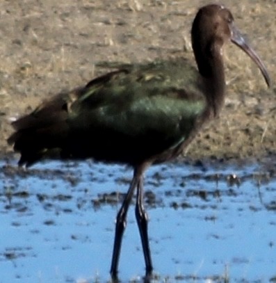 White-faced Ibis - ML623801012