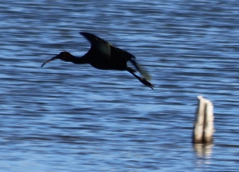 White-faced Ibis - ML623801014