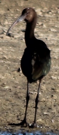 White-faced Ibis - ML623801015