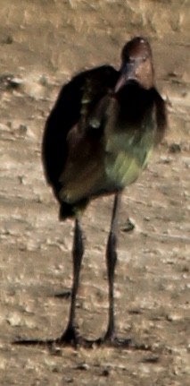 White-faced Ibis - ML623801016