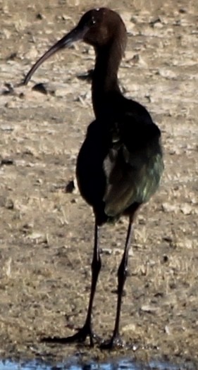 White-faced Ibis - ML623801017