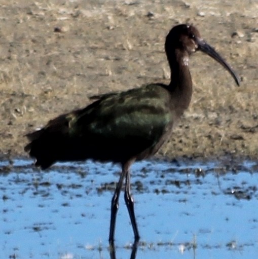 White-faced Ibis - ML623801018