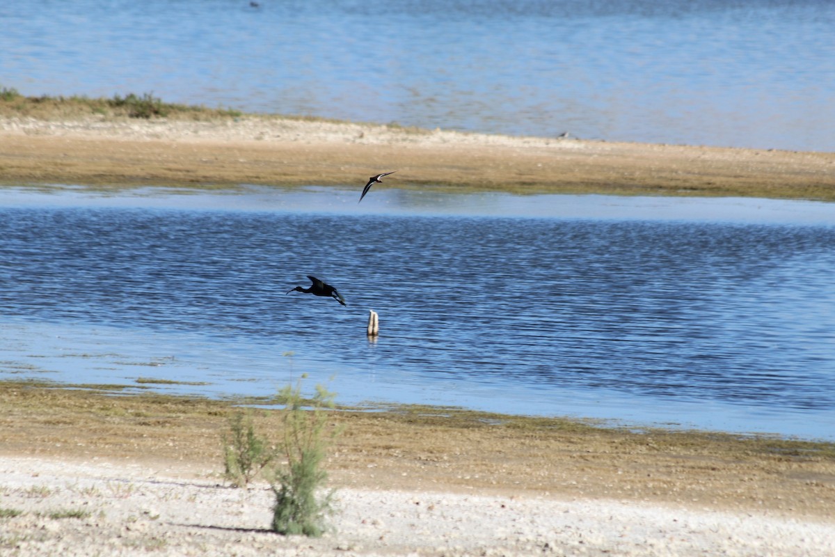 White-faced Ibis - ML623801019