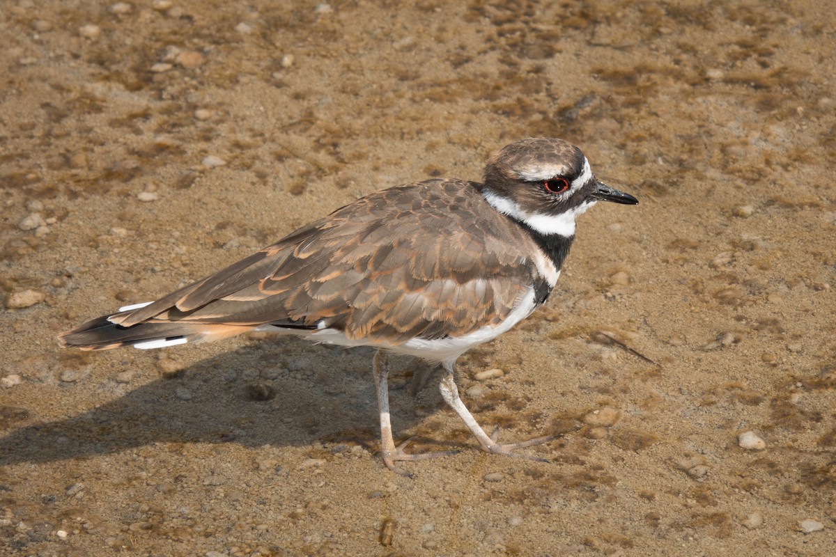 Killdeer - ML623801025