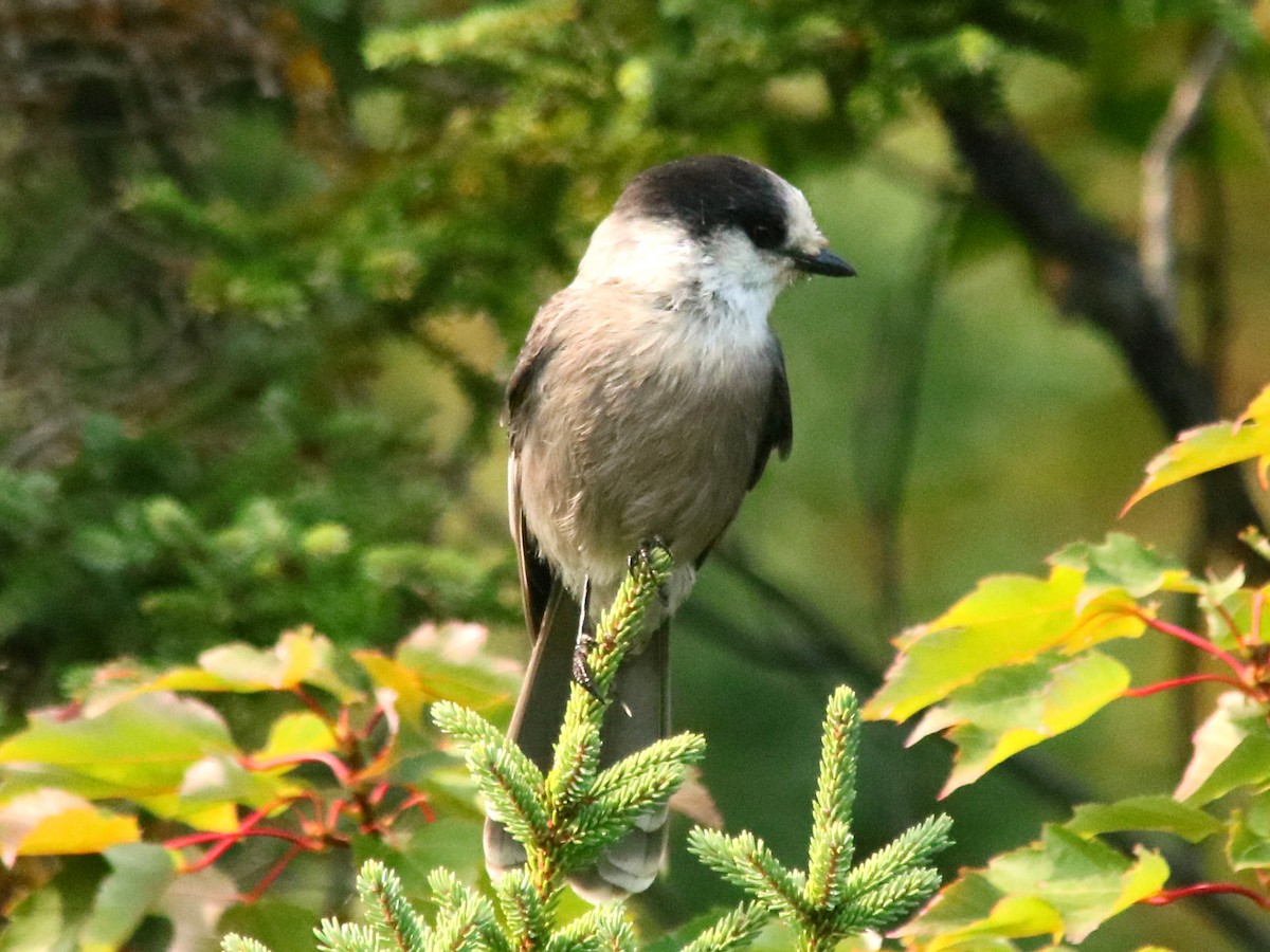 Canada Jay - ML623801027