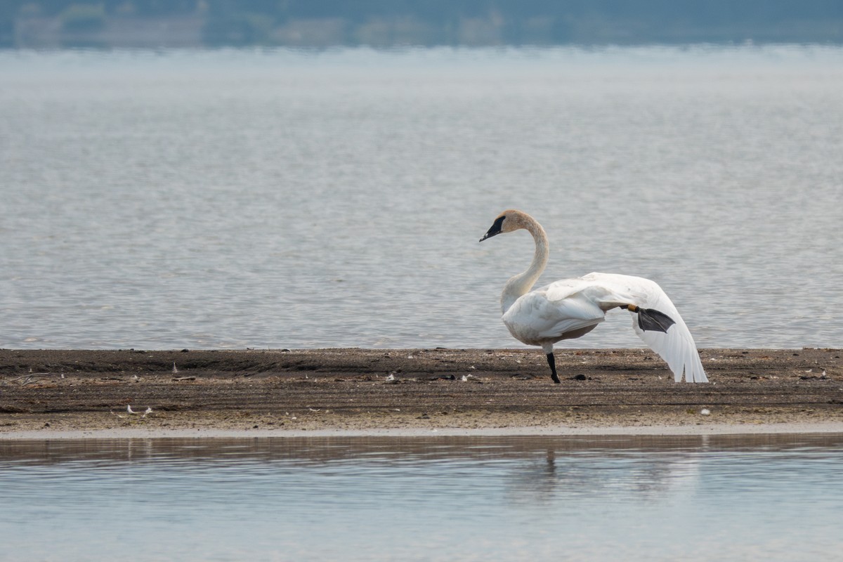 Cygne trompette - ML623801050