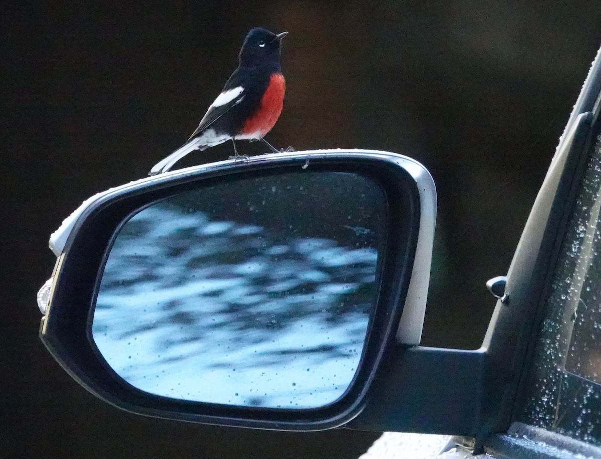 Painted Redstart - ML623801052