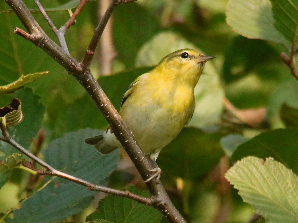 Tennessee Warbler - ML623801088