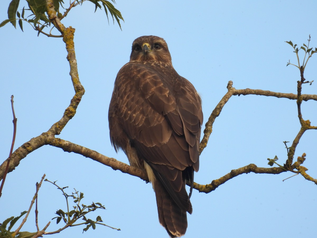 Common Buzzard - ML623801090