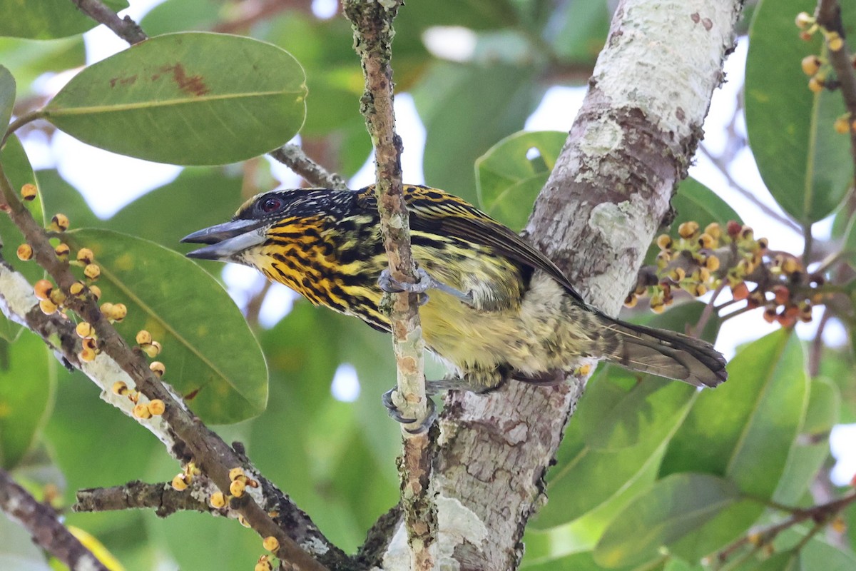 Gilded Barbet - Charles Davies