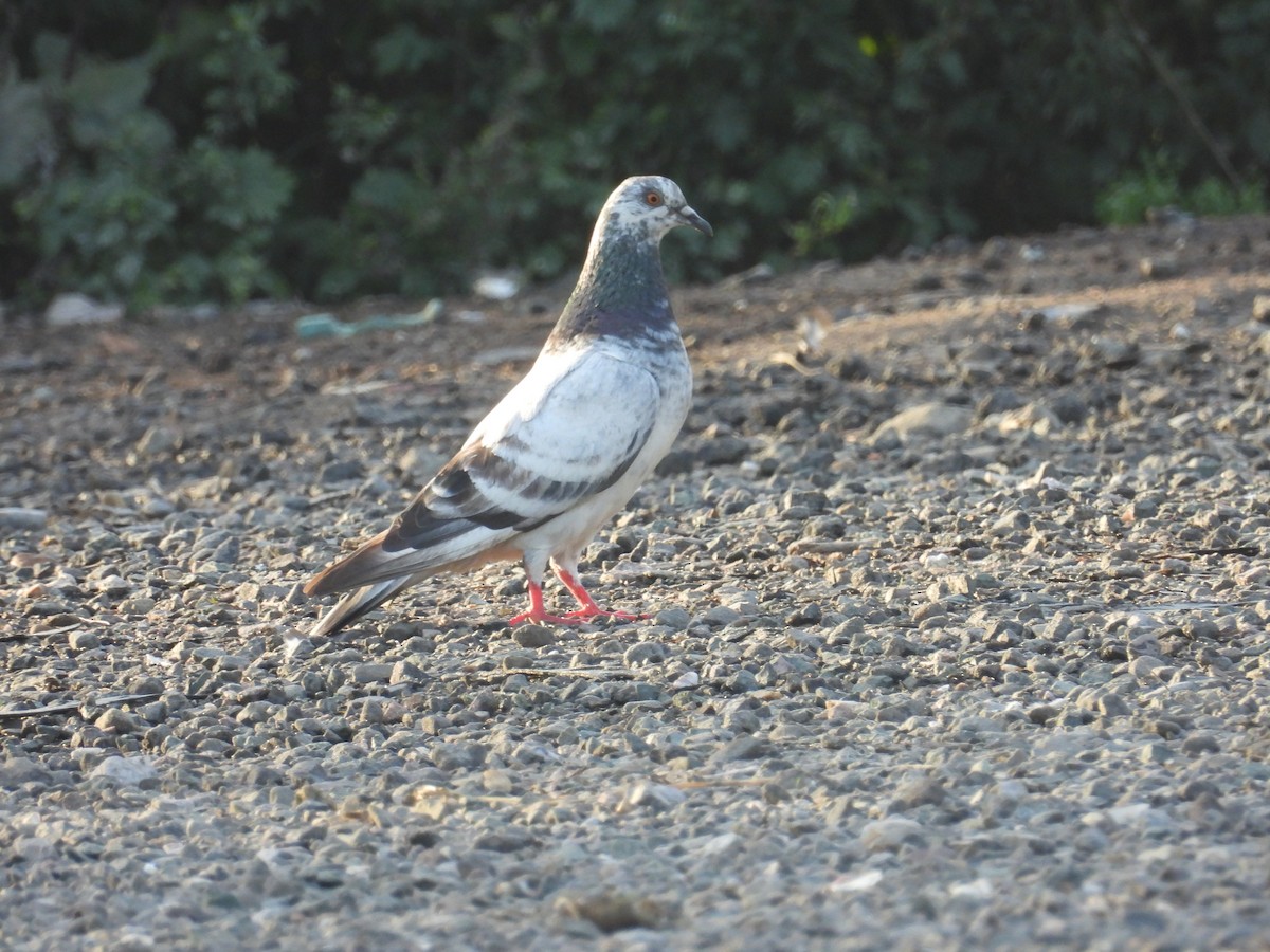 Rock Pigeon (Feral Pigeon) - ML623801134