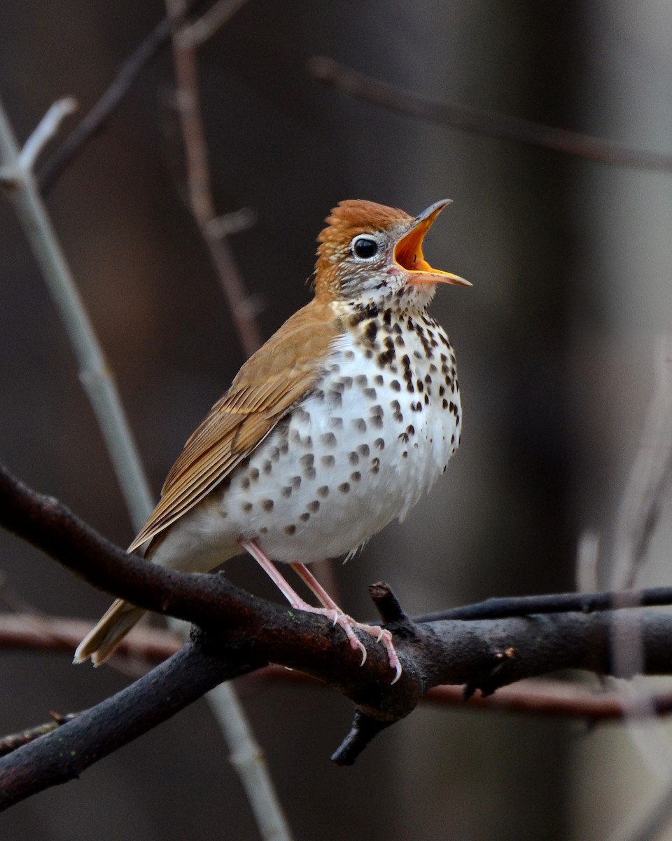 Wood Thrush - ML623801156