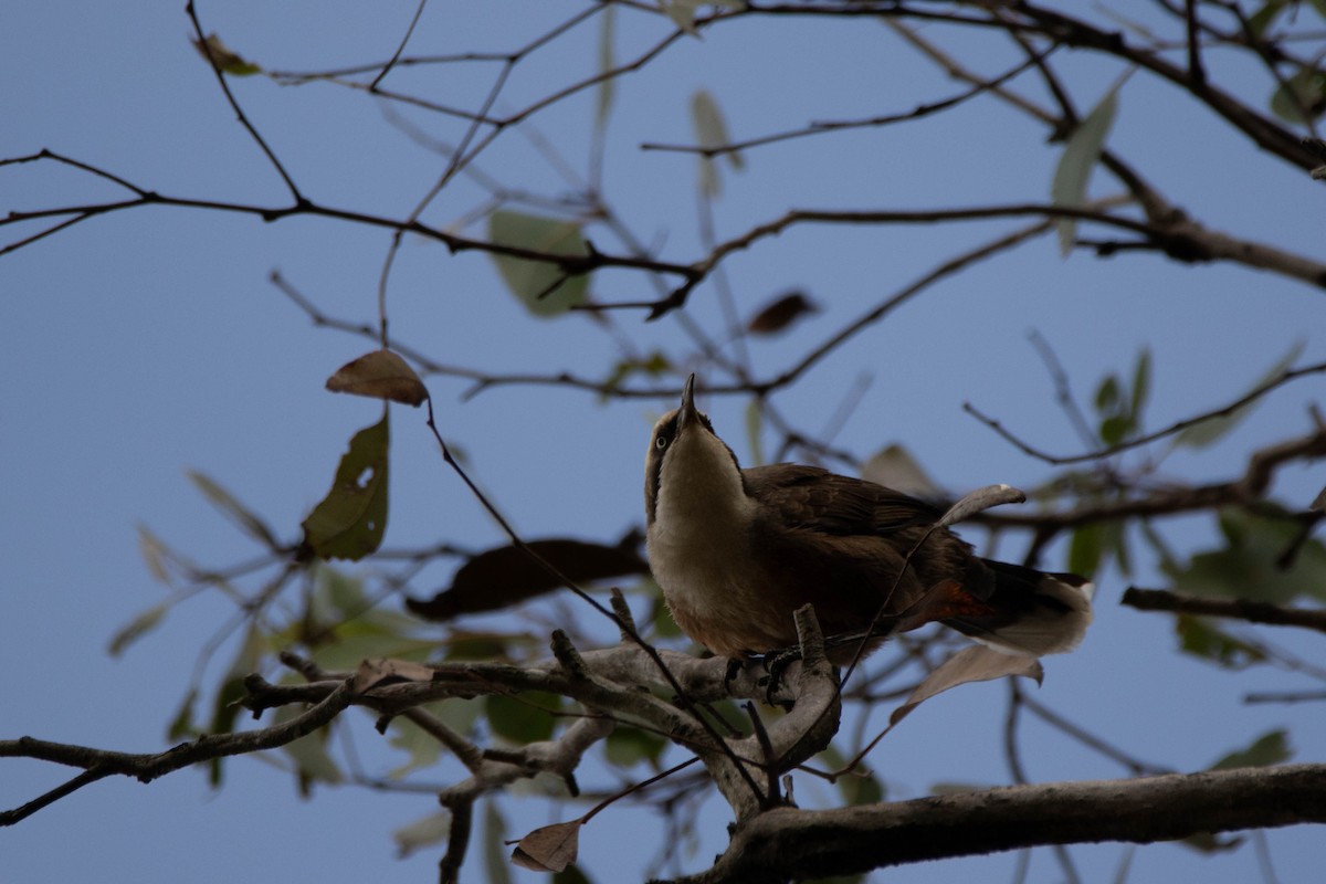 Gray-crowned Babbler - ML623801162