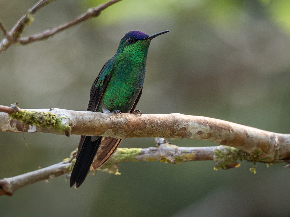 Violet-capped Woodnymph - Vitor Rolf Laubé