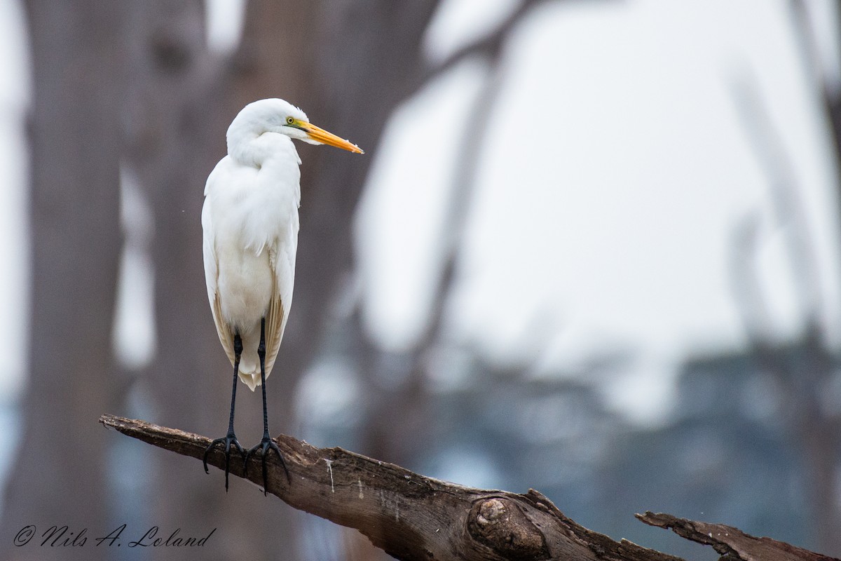 Yellow-billed Egret - ML623801252