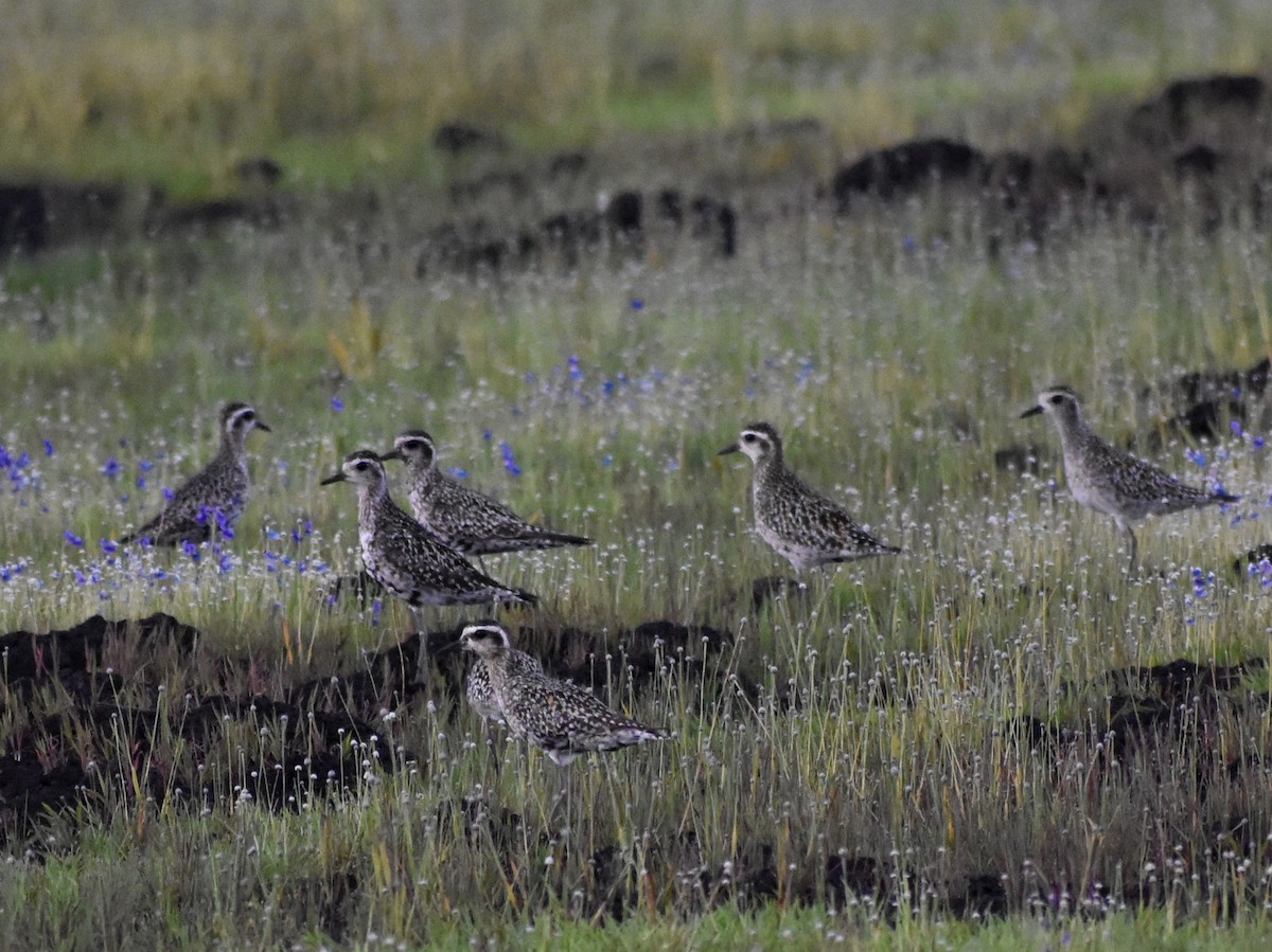 Pacific Golden-Plover - ML623801254