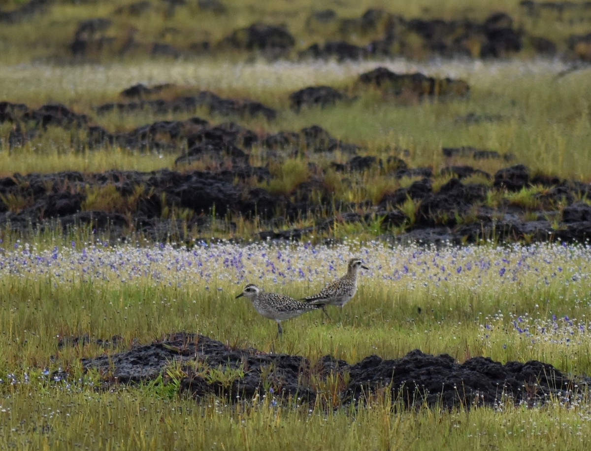 Pacific Golden-Plover - ML623801255