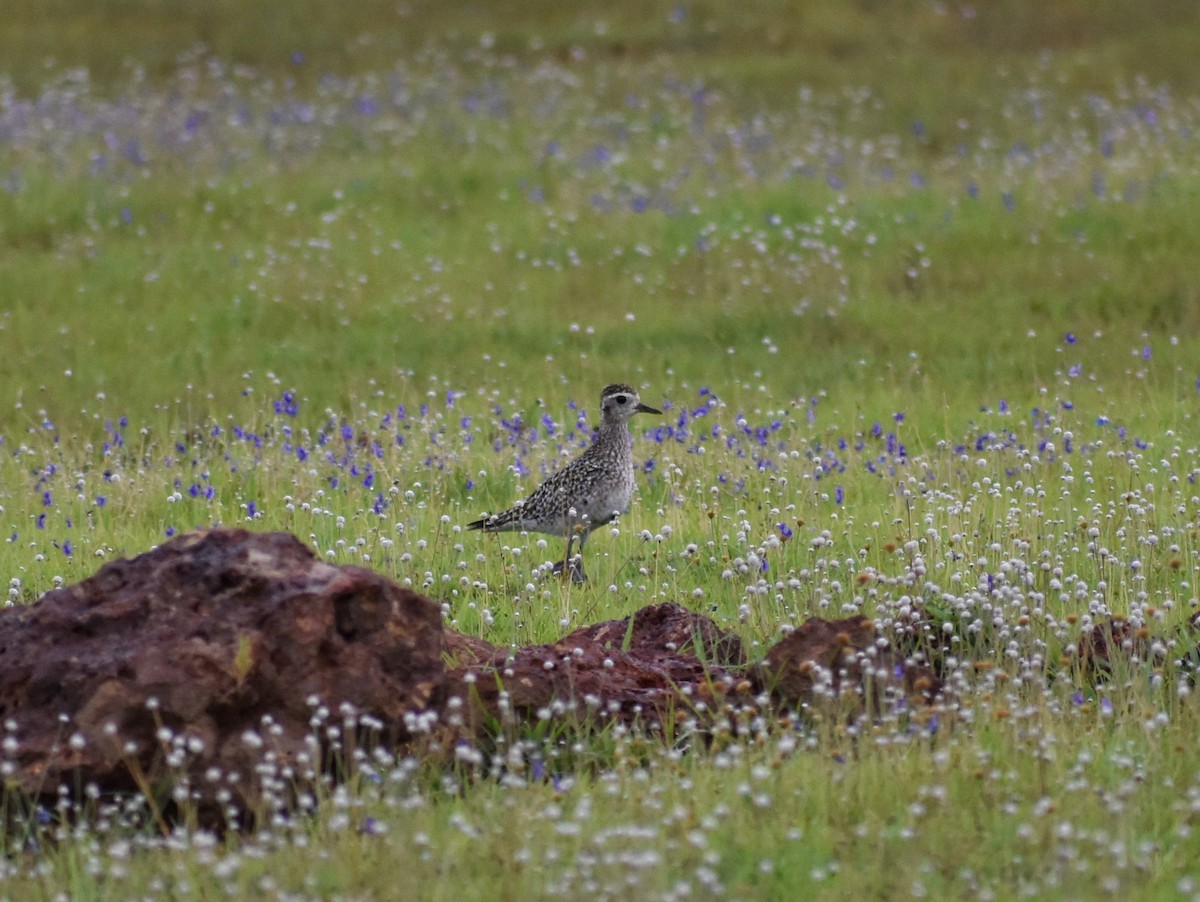 Pacific Golden-Plover - ML623801256