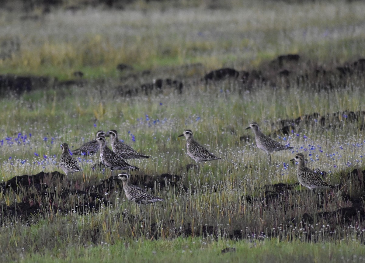 Pacific Golden-Plover - ML623801257