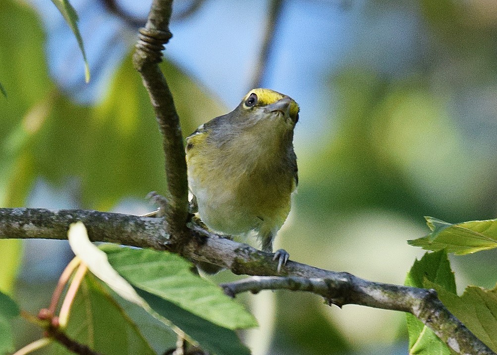 White-eyed Vireo - Hugh Barger