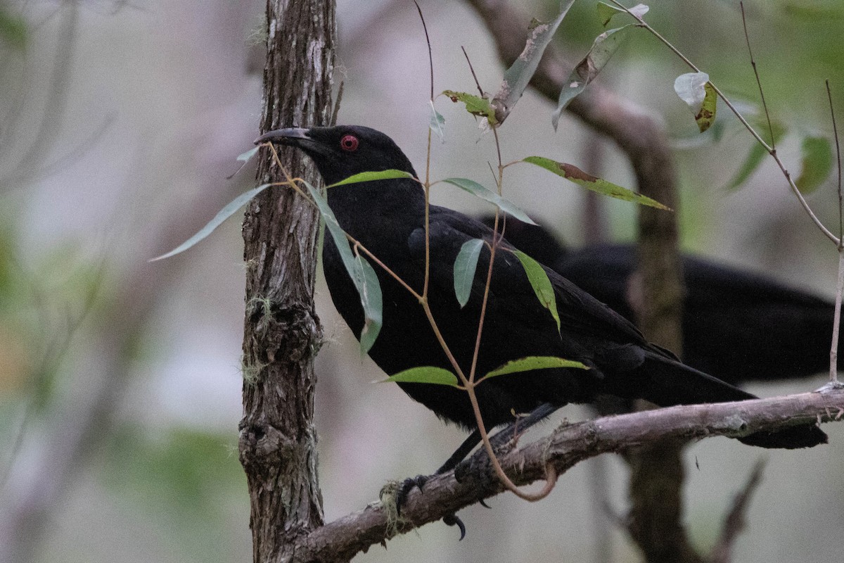 White-winged Chough - ML623801266