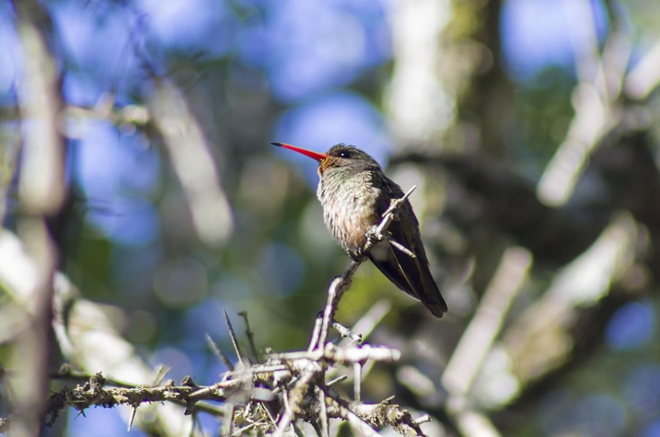 Gilded Hummingbird - ML623801271