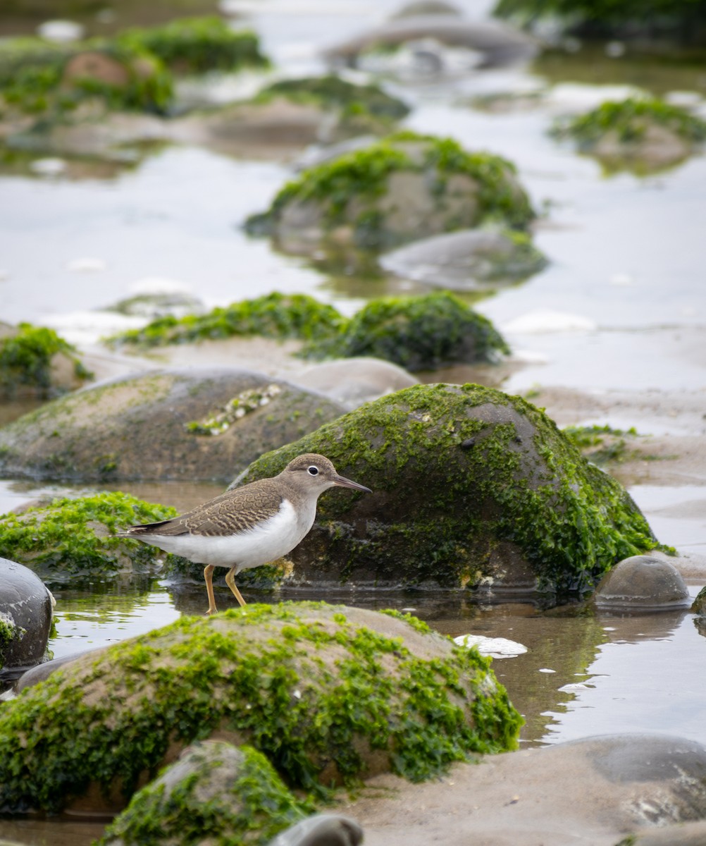 Spotted Sandpiper - ML623801275