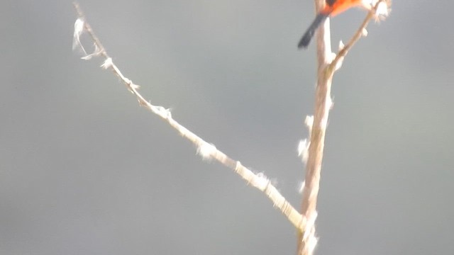 White-winged Tanager - ML623801284