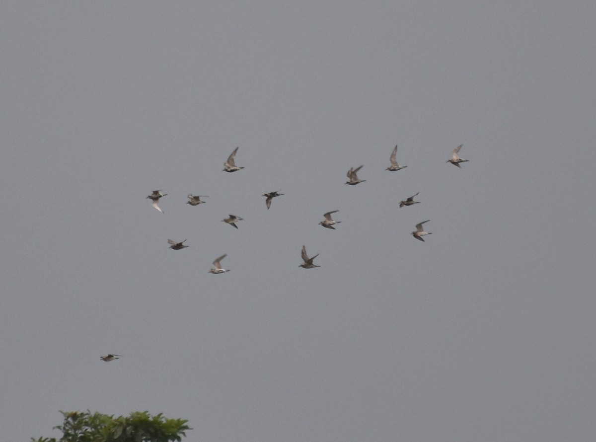 Pacific Golden-Plover - ML623801286