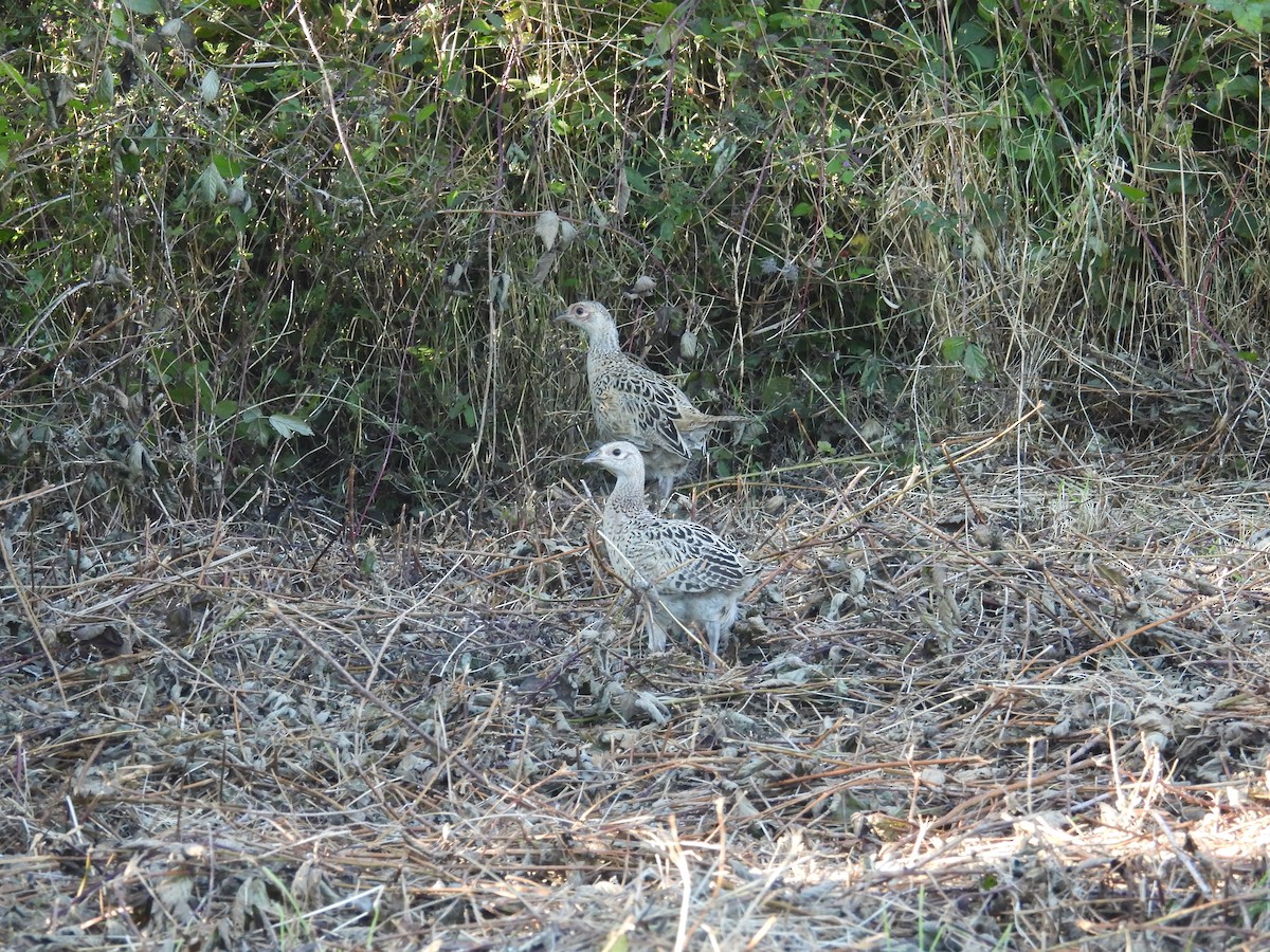 Ring-necked Pheasant - ML623801293