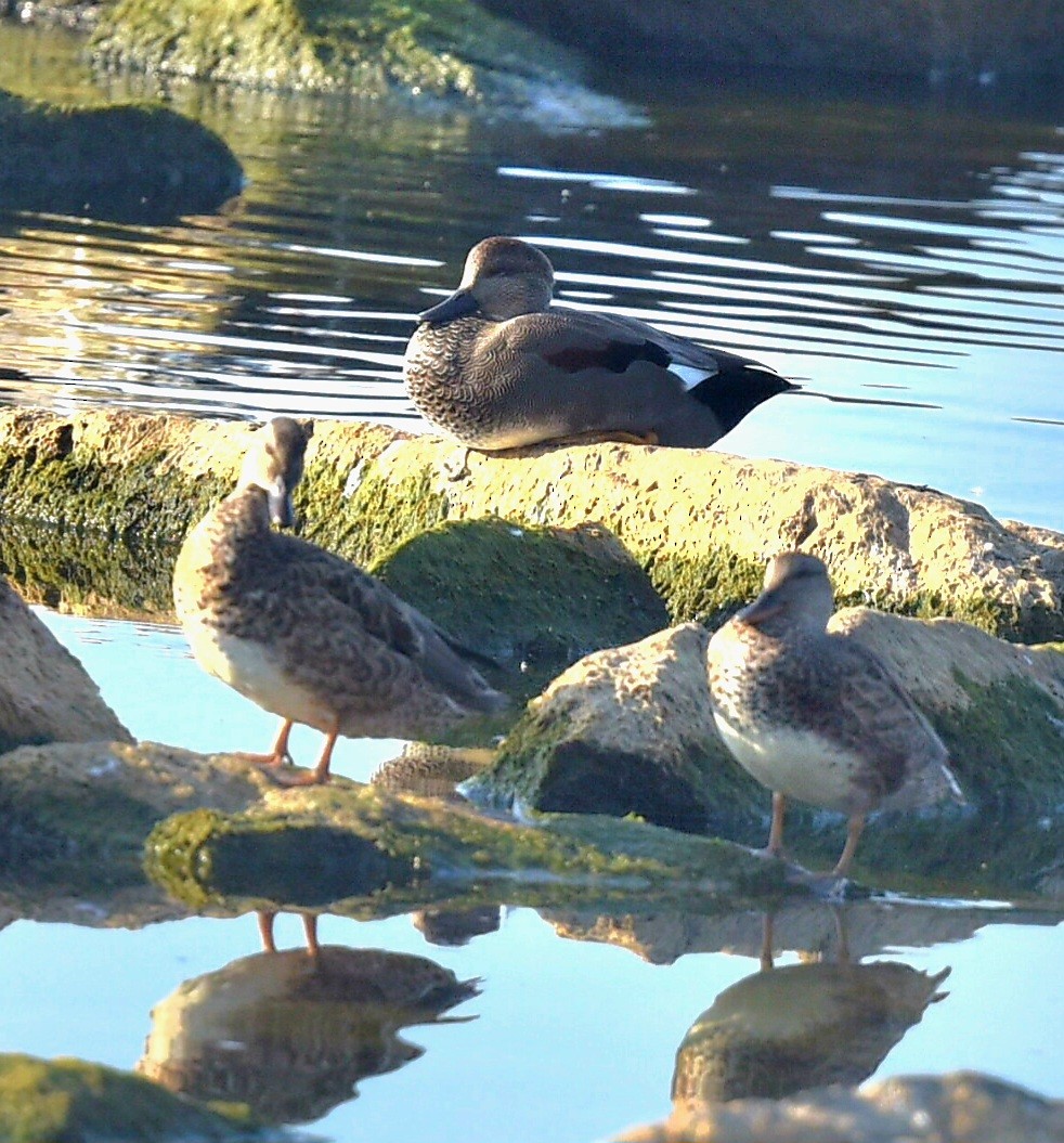 Gadwall - ML623801301