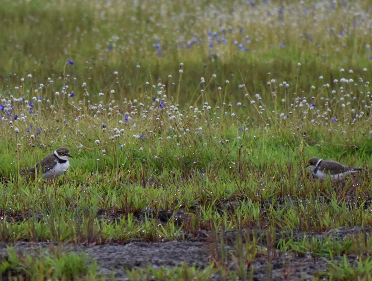Little Ringed Plover - ML623801307