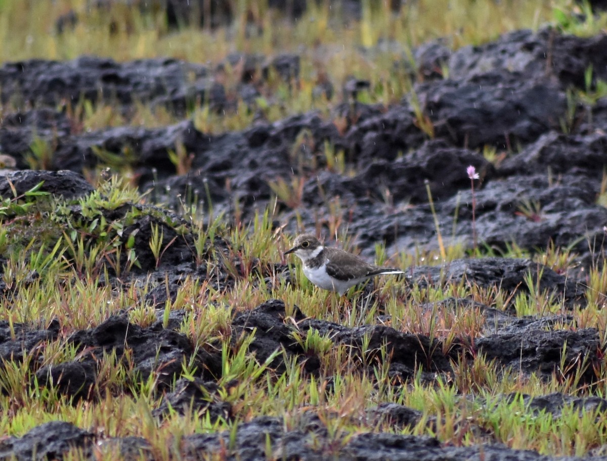 Little Ringed Plover - ML623801308