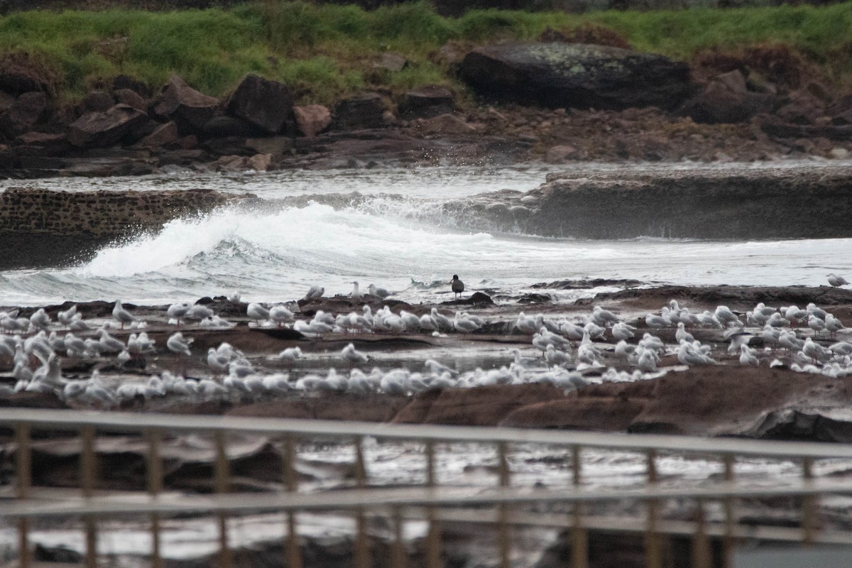 Sooty Oystercatcher - ML623801337