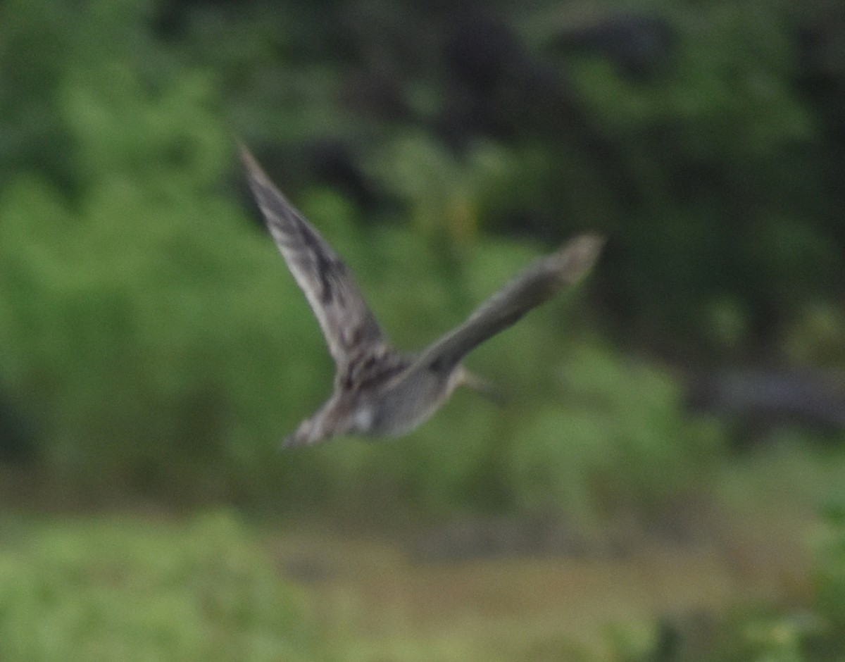 Pin-tailed Snipe - ML623801343
