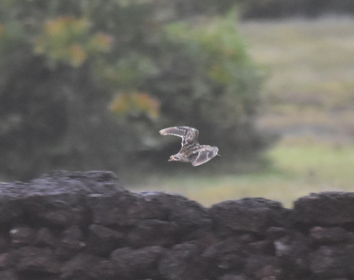 Pin-tailed Snipe - ML623801344