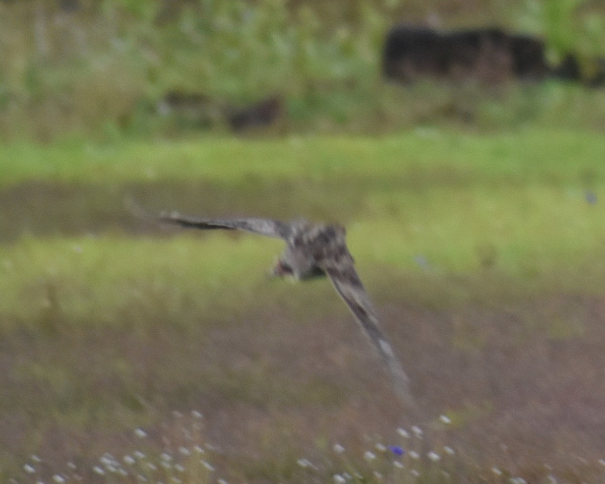 Pin-tailed Snipe - ML623801345