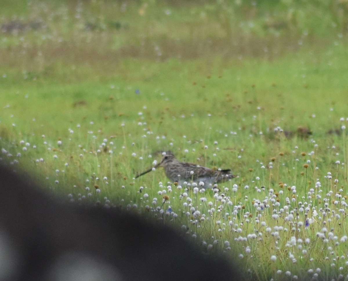 Pin-tailed Snipe - ML623801346