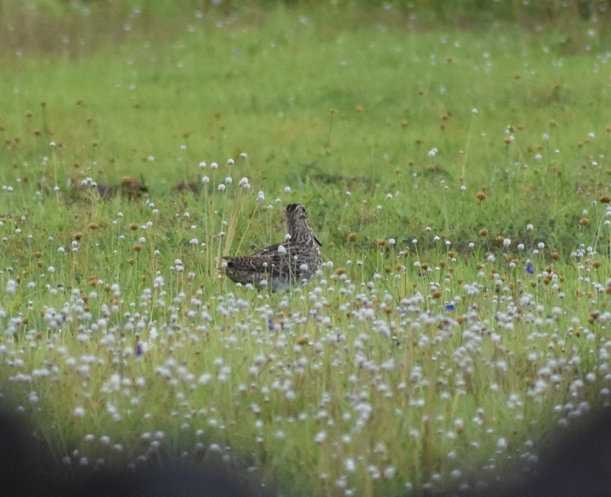 Pin-tailed Snipe - ML623801347