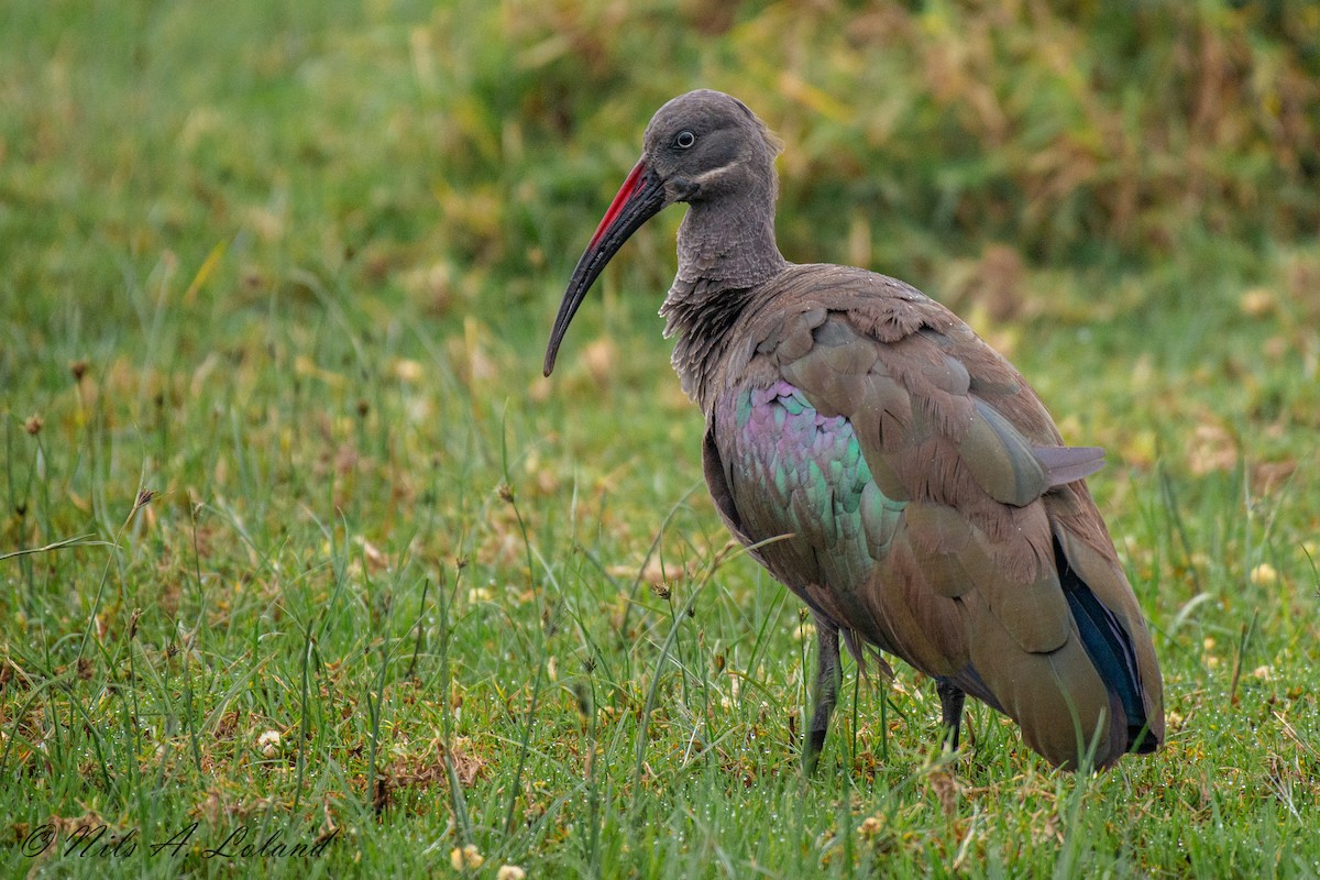 Hadada Ibis - ML623801389