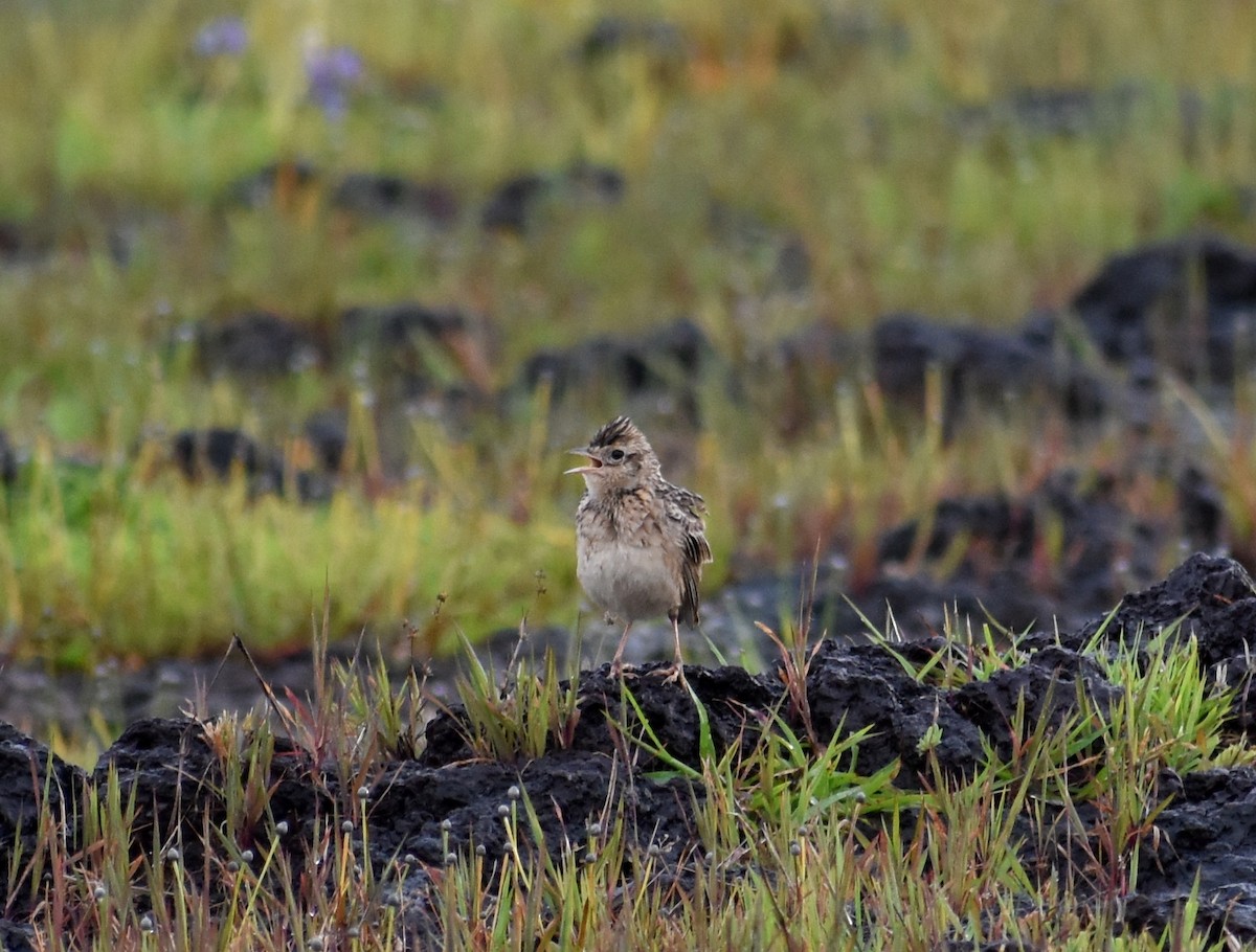 Oriental Skylark - ML623801393