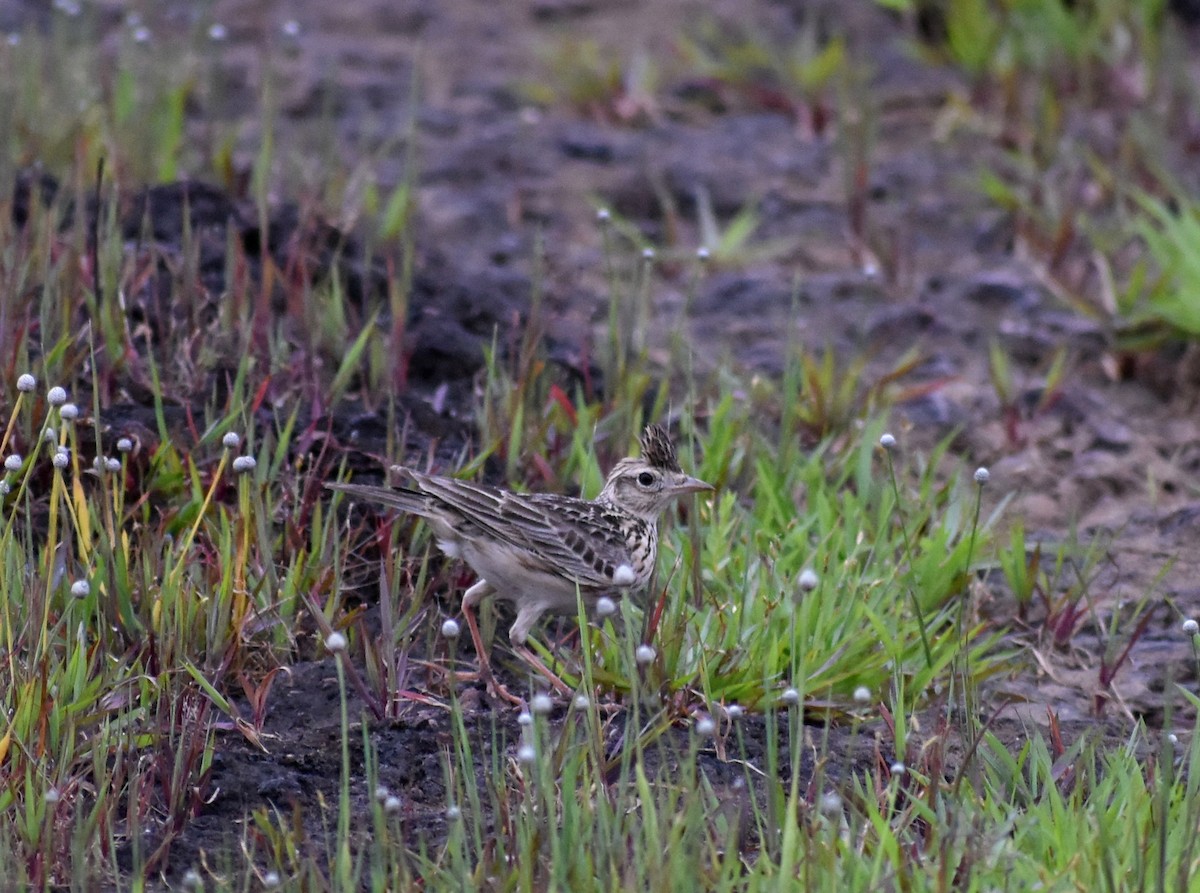 Malabar Lark - ML623801409