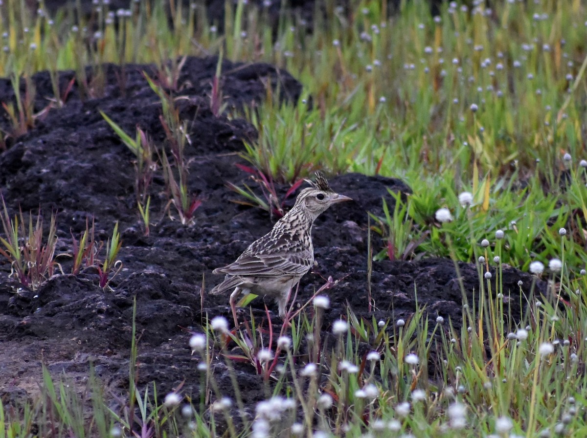 Malabar Lark - ML623801410